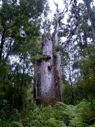 whangarei (59)